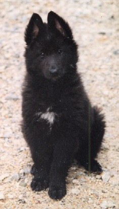 belgian sheepdog puppies